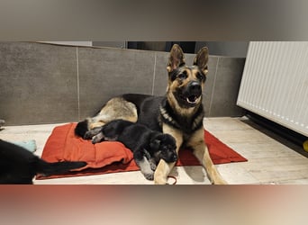 Osteuropäische Schäferhund Welpen