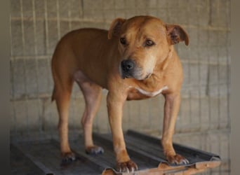 Liebenswertes Piti-Mix-Mädchen ♥ Liv ♥ Vermittlung zB. CH-A-NL-B
