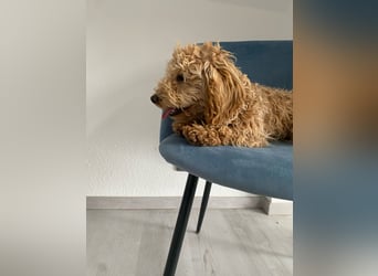 Wunderschöne Mini/Medium Goldendoodle Hündin (max.40cm) in Apricot/Rot zu verkaufen 6 Monate alt