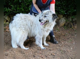 Jereld - Hund mit Sommersprossen sucht seine Familie