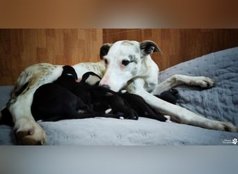 Christa ( Galgo Mix), ist ein absoluter Sonnenschein