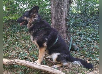 LIZA Collie-Schäferhund Mix