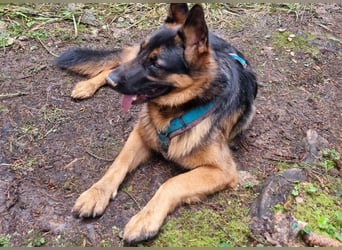 Zweite Chance für Schäfi Mike gesucht! (45257 Essen)