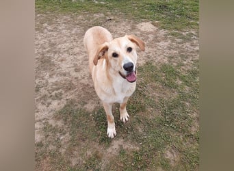 Brooklyn - riesiges Herz sucht riesige Couch