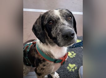 Merlin sucht eine liebevolle Familie
