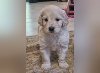 GOLDENDOODLE Traum ! Bezaubernde Welpen aus langjähriger+überprüfter Familienaufzucht.