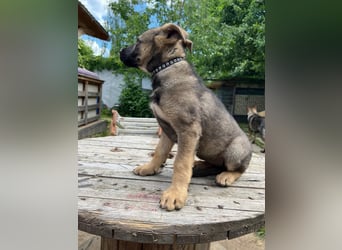 Deutsche Schäferhund Welpen