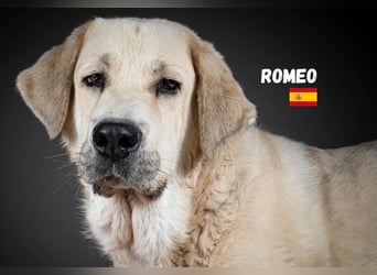 Romeo,geb.11/21,gemütlicher Mastin Espanol sucht seine Familie