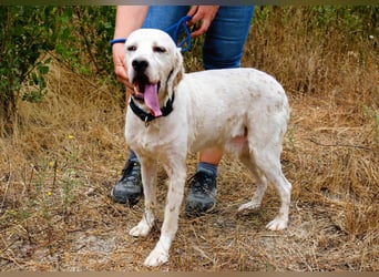 Marcel,  Setter-Mix, lieb und sozial