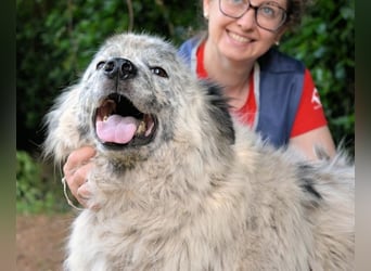 Jereld - Hund mit Sommersprossen sucht seine Familie