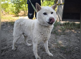 Hachi, sanfter Traumhund, ca. 10 Jahre, ca. 37 cm, ca. 11 kg