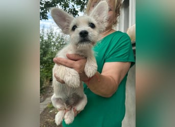 Snoopy, geboren 01.05.2025, 23cm sucht sein Körbchen