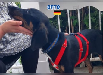 Otto,geb.01/25,sanfter Hundebub sucht seine Familie,bereits iin DE in 64646 Heppenheim