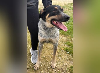 Kurt: toller Begleiter und Familienhund