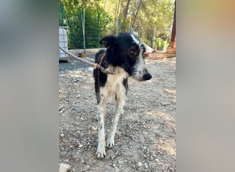 BIMBA-zartes Wesen mit dem besondern Funkeln in den Augen, liebenswürdig, freundlich sozial