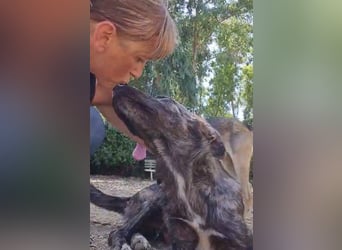 Benno: Traumhund für aktive Menschen