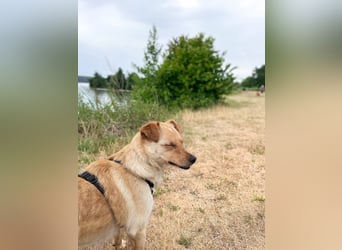 Supersozialer ZACK freut sich auf Pflegestelle Kammlach dich kennenzulernen