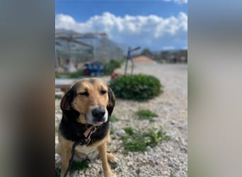 Maya, 07/20 - Traumhündin sucht Zuhause