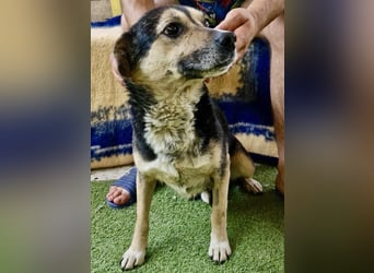 Muffin möchte aus dem Shelter geholt werden