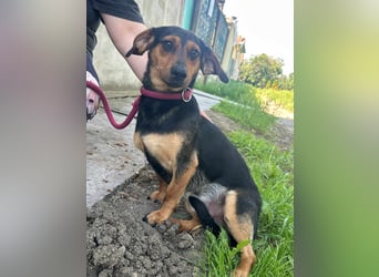 Amigo, geboren 08.04.2023, 35cm sucht sein Zuhause