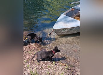 schwarze Schäferhunde aus Leistungszucht