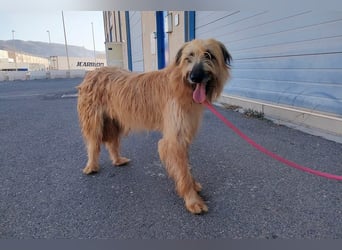 Wakame, wunderbare Dame ihrer Rasse, Gos d Atura /Briard Mix