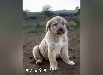 Ivy und Bonnie und Clyde suchen ein Zuhause