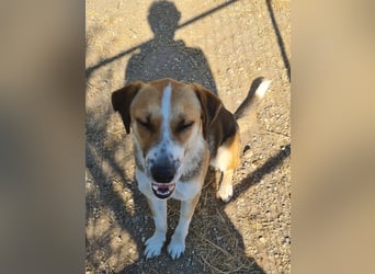 Thor - Traumhund sucht Familie