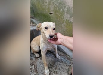 ALBA ❤️ Eilig! sucht Zuhause oder Pflegestelle