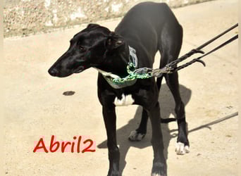 Abril2 10/2024 (ESP) - liebe und aufgeschlossene, junge Galga!