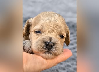Schöne Cockapoo-Welpen