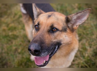 Flash – Dein Partner mit der kalten Schnauze