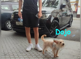 Dojo geb. 04/2023 (ESP) - menschenbezogener, kleiner Yorkshire Terrier-Mix!