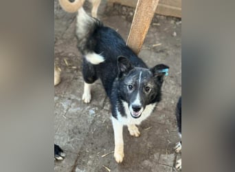 ♥NINCHEN♥ sehr zutrauliche Husky-Mix-Junghündin, die an uns Menschen sehr interessiert ist 44 cm