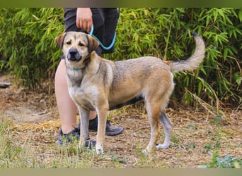Mya, Mix Schäferhund / Rafeiro Alentejano, lieb und sozial