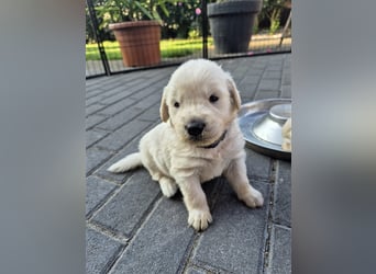 Kleine Golden Retriever Rüden suchen ab Oktober ein neues Zuhause