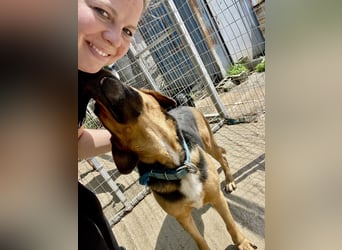 Junger Mischlingsrüde MARLEY (3 Jahre) sucht eine Familie