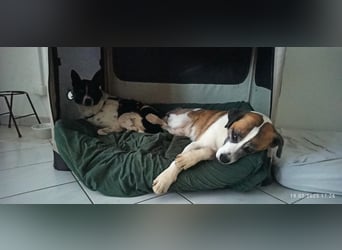 Oreo wartet in der Nähe von München
