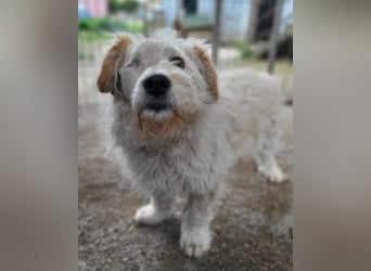 Lucky ❤️ fröhlich+aufgeweckt sucht dich!