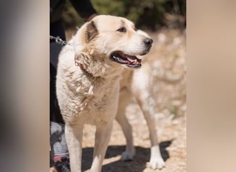 Jack ❤️ sichere Heimat gesucht!