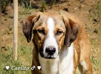 Carlito, Marla, Scippy und Kea auf der Suche nach ihrer Familie