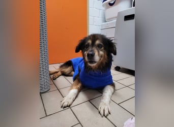 Wolfi - kleine coole Socke