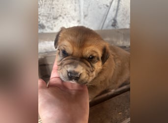 Labrador x Rhodesien Ridgeback Mix