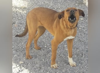 CHICA, Hündin, Boxer-Rhodesian Ridgeback-Mix, geb. ca. 09.2017, SH: ca. 55 - 60 cm, TH Sierra Nevada