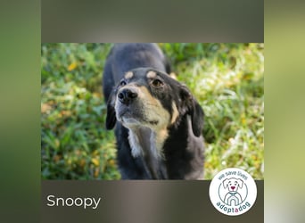 Snoopy: fröhlicher Rüde