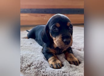 Dackel Welpen Black Tan