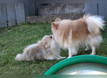 Zwergspitz Pomeranian Welpen Bärchengesichter mit Ahnentafel