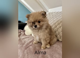 Alma – die kleine Entdeckerin mit großem Herz