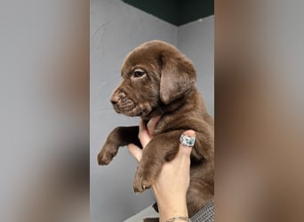 Labradorwelpen suchen ihre neue Familie