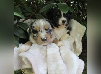 Mini Aussie Welpen Miniatur Australian Shepherd Welpen Welpe